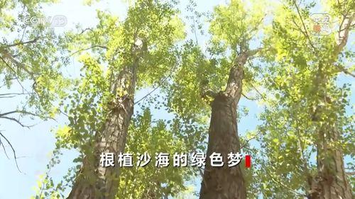 绿色之下,探索可持续发展的绿色之路