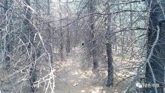 绿色之下,探索可持续发展的绿色之路