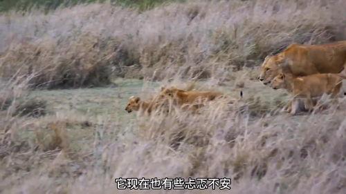 母狮 第一季,丛林霸主的第一季传奇