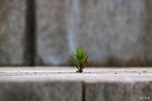 生命里,探寻生命起源与演化奥秘