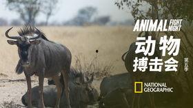 动物搏击会 第五季,巅峰对决，谁将问鼎兽王之位？