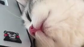 动物搏击会 第五季,巅峰对决，谁将问鼎兽王之位？